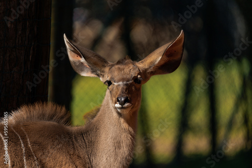 Female Kudu enjoying some sun © Alicia