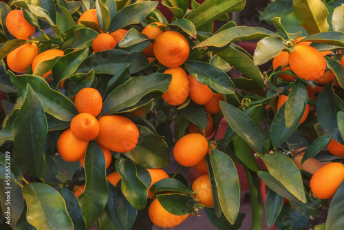 Kumquat, Fortunella margarita with elongated orange fruits