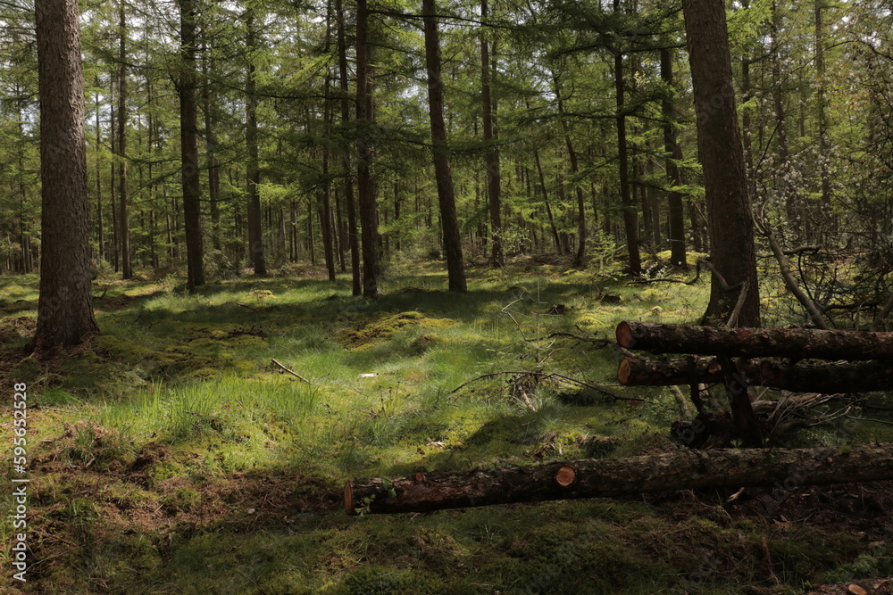 Beautiful evergreen fairy tale forest landscape with sunlight shining through the trees and foliage. Mighty trees, emerald green moss. Nature, deforestation, reforestation, ecology themes. Natural. Beautiful evergreen fairy tale forest landscape with sunlight shining through the trees and foliage. Mighty trees, emerald green moss. Nature, deforestation, reforestation, ecology themes. Natural.