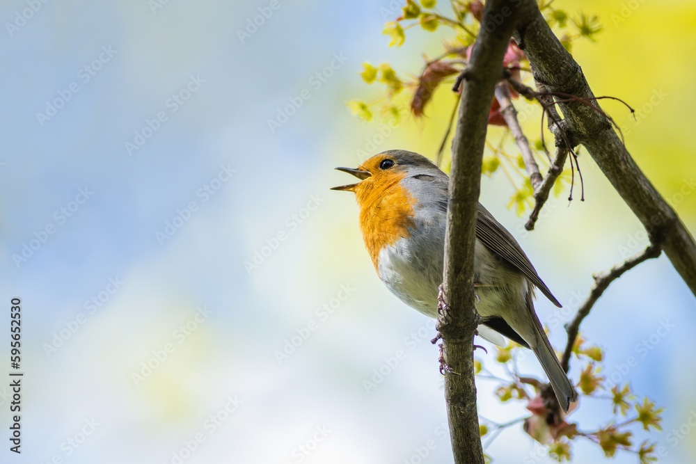 The European robin, a small cute bird with red breast, perching on a tree with green leaves singing. Blue sky in the background. Sunny spring day in nature.
