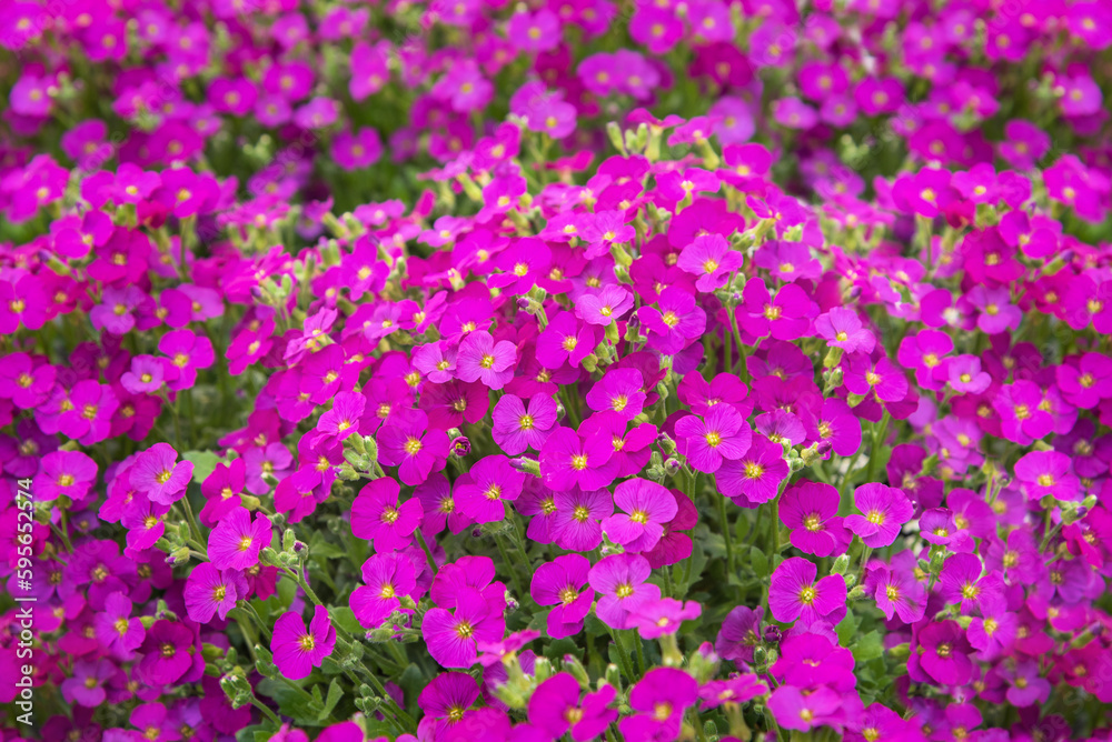 Aubrieta Florado Rose Red, a perennial with pink, wheel-shaped flowers and dark green leaves