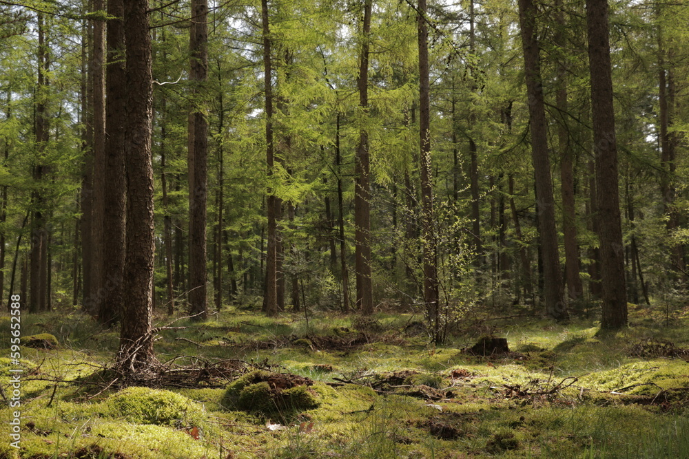 Beautiful evergreen fairy tale forest landscape with sunlight shining through the trees and foliage. Mighty trees, emerald green moss. Nature, deforestation, reforestation, ecology themes. Natural. Beautiful evergreen fairy tale forest landscape with sunlight shining through the trees and foliage. Mighty trees, emerald green moss. Nature, deforestation, reforestation, ecology themes. Natural.