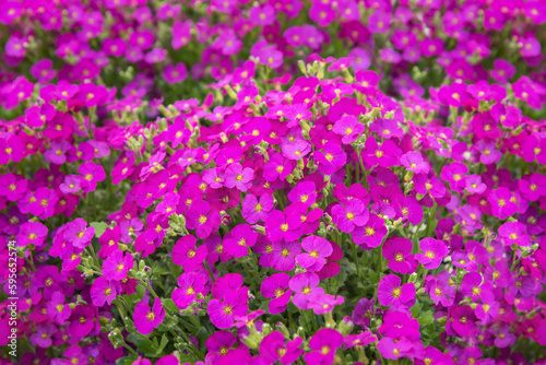 Aubrieta Florado Rose Red, a perennial with pink, wheel-shaped flowers and dark green leaves