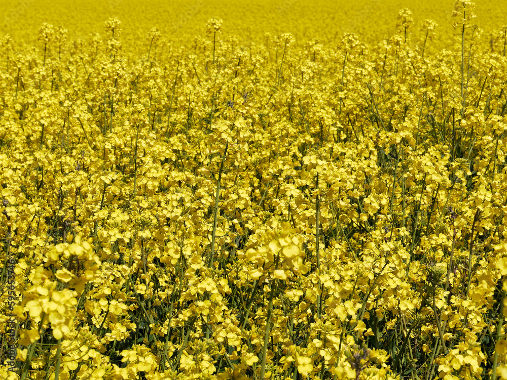 Obraz premium Champ de Colza en fleurs. Fleurs de Colza