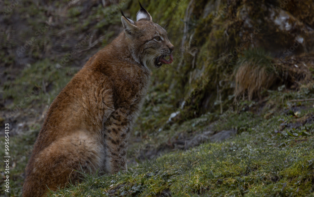Fototapeta premium Luchs im Frühling.