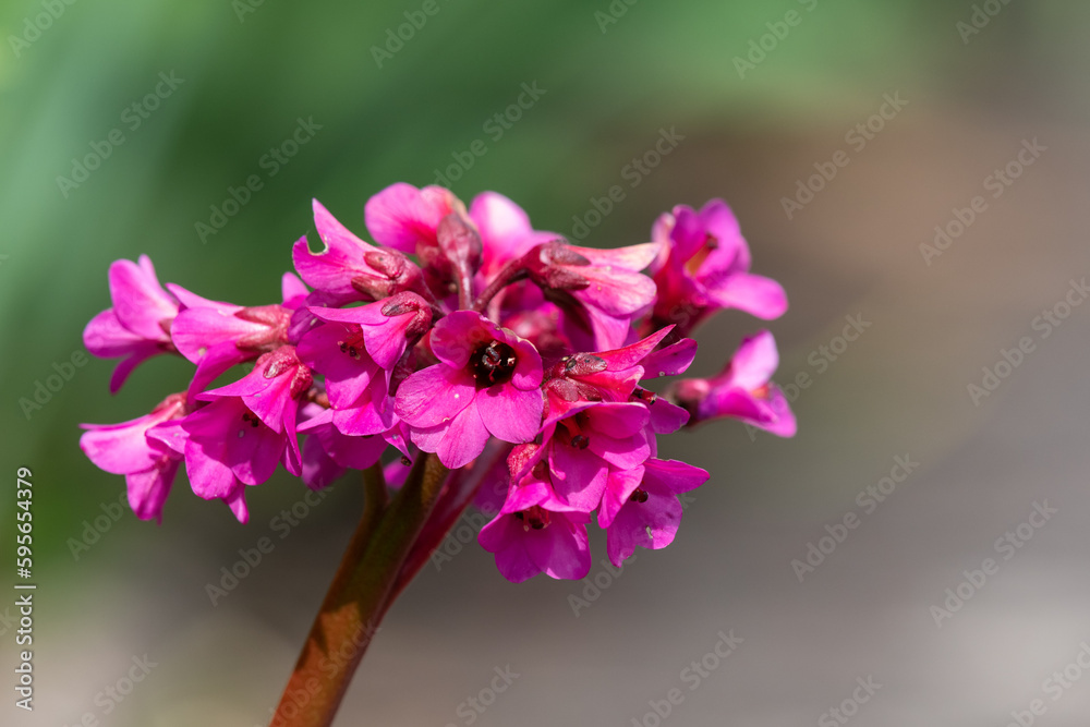 Obraz premium Close up of pink bergenia flowers in bloom