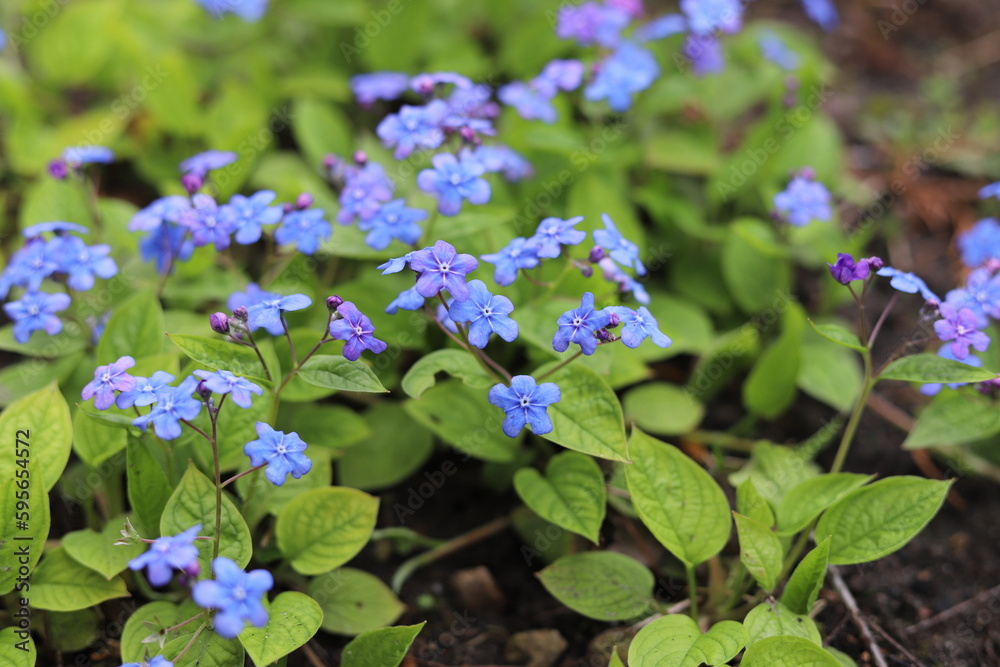 Omphalodes verna, common names creeping navelwort or blue eyed Mary. Omphalodes verna, common names creeping navelwort or blue eyed Mary.