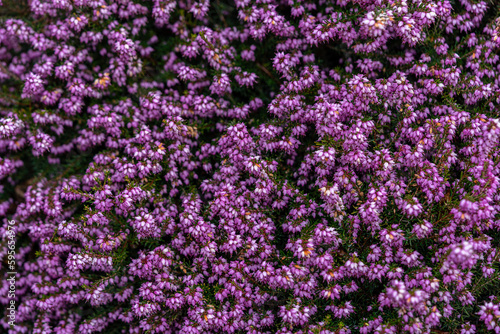Close up flowering Calluna vulgaris  common heather  ling  or simply heather  Selective focus of the purple flowers on the field  Nature floral background.