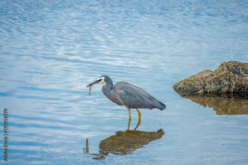 White-faced heron on the low tide shallow waters of the Otago Peninsula Coast, Dunedin, South Island, New Zealand