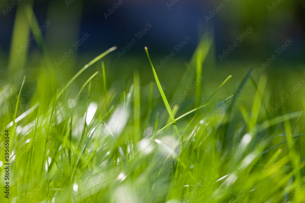 Closeup view of sunny blurred green gras leaves. - obrazy, fototapety, plakaty 