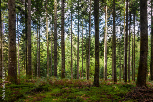 Beautiful green forest landscape in sunlight. Green mossy floor with tall conifer trees. © robsonphoto