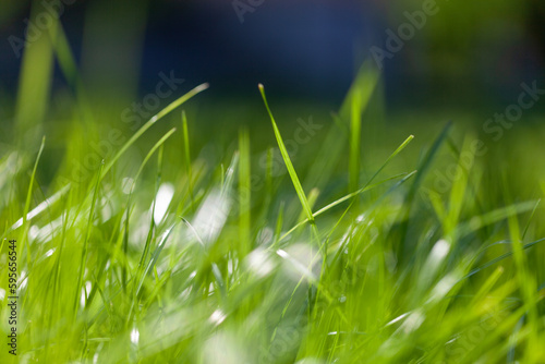 Closeup view of sunny blurred green gras leaves.