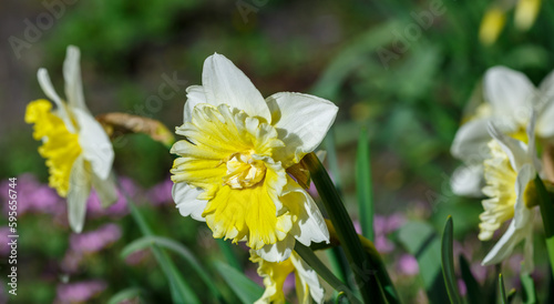 Fototapeta Naklejka Na Ścianę i Meble -   In spring, narcissus (daffodils) bloom in a flower bed