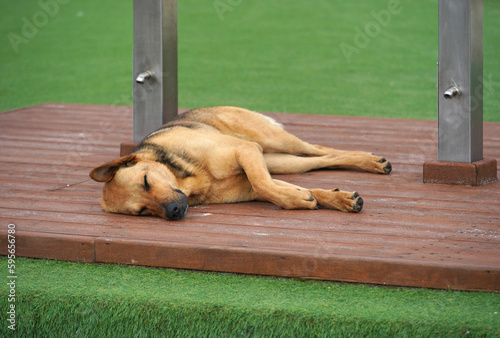 A large dog sleeps on a wooden platform, which is located on a green lawn