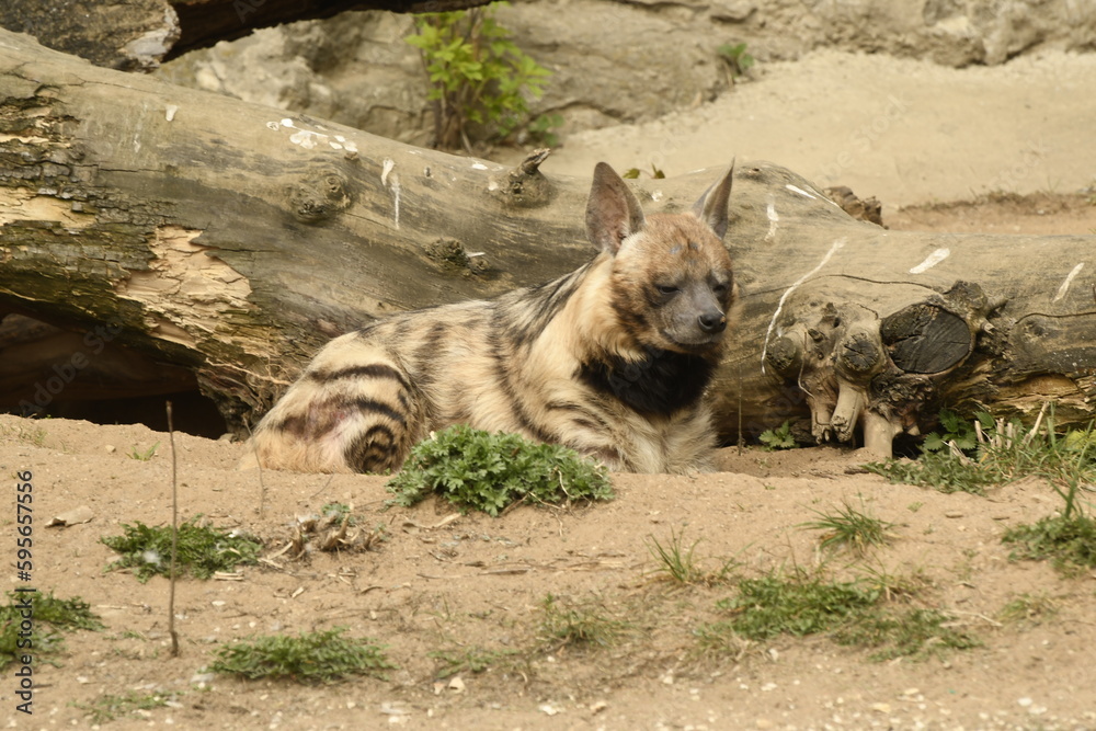 Obraz premium Animals are a traditionally (since the time of Aristotle) distinguished category of organisms, currently considered as a biological kingdom. Animals are the main object of zoology study.
