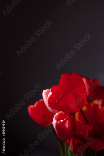 Natural bouquet of spring tulips. Red tulips on a smart white background. Valentine's day, mother's day, tenderness day, birthday concept. Soft selective focus. Spring scene. Greeting card.