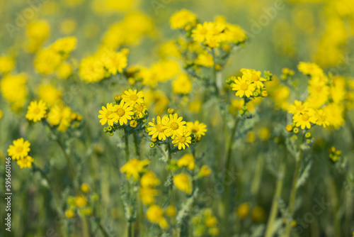 yellow chamomile flowers in a meadow © ksena32