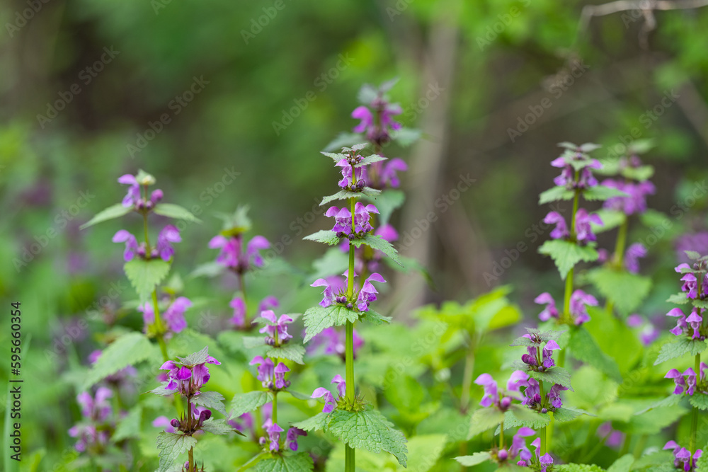 nettles with flowers on a sunny day