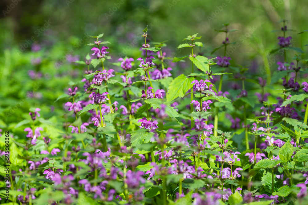 nettles with flowers on a sunny day