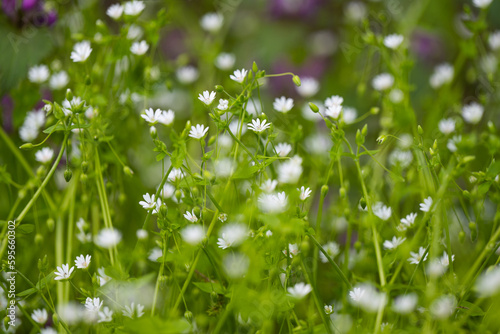 small white flowers in a meadow