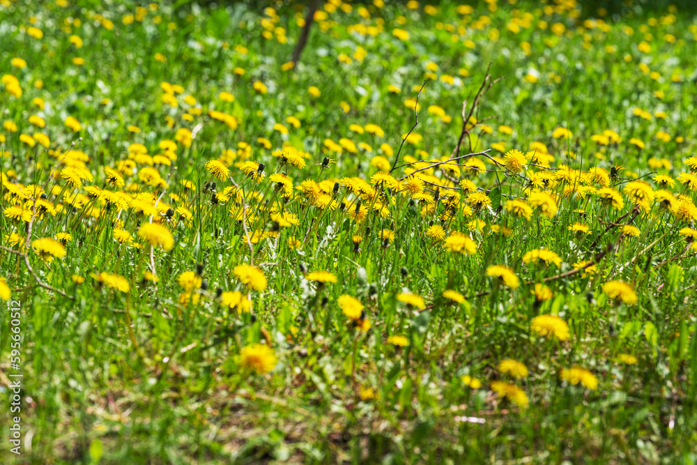 dandelions in the meadow on a sunny day
