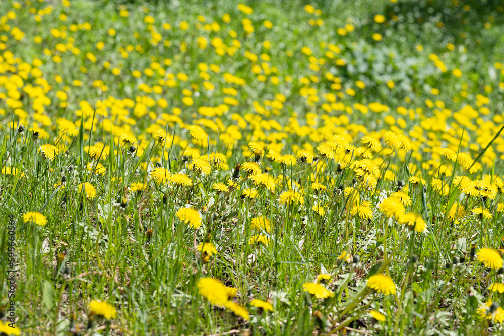 dandelions in the meadow on a sunny day dandelions in the meadow on a sunny day