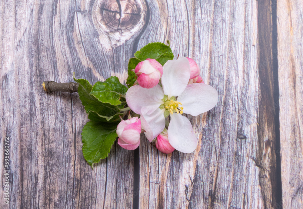 apple tree flowers