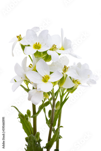 white spring flowers isolated © ksena32