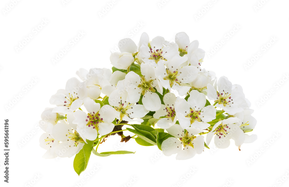 Fototapeta premium pear flowers isolated