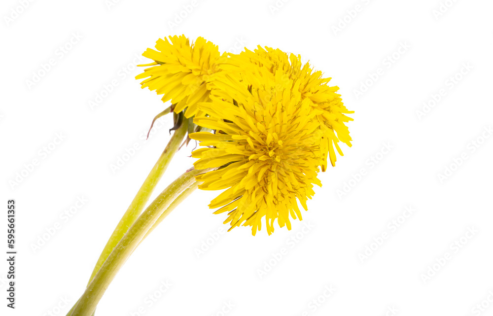 dandelion flower isolated
