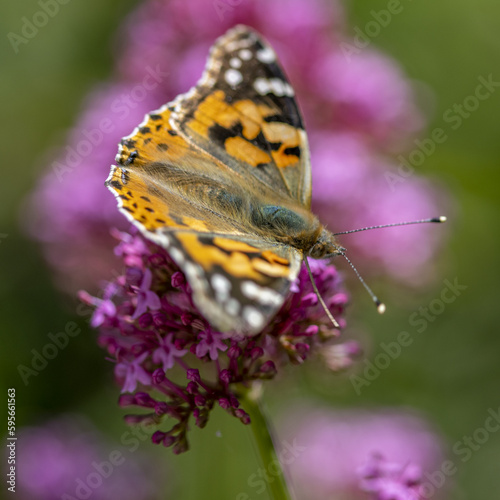 Papillon Vanesse du chardon sur des fleurs mauves photo