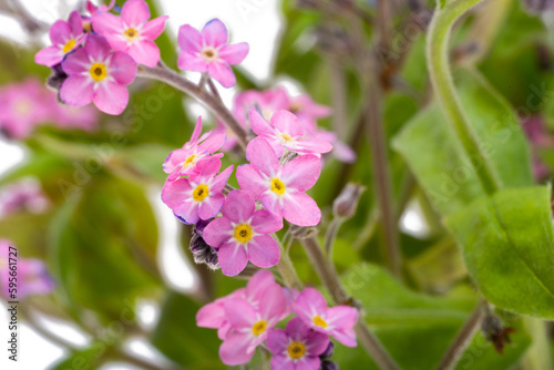 forget-me-not isolated