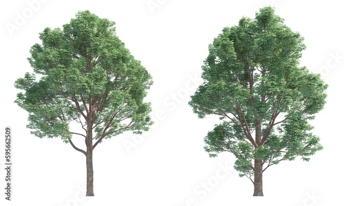 Paperbark Maple tree set png alpha channel front view