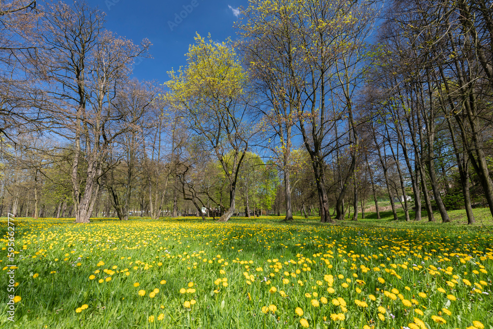 Wiosenna łąka z żółtymi kwitnącymi mleczami w piękny słoneczny dzień.  Wiosenny mniszek pospolity. Malownicza sceneria w wiosennym parku, Polska - obrazy, fototapety, plakaty 