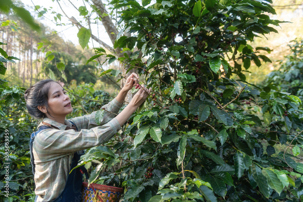Farmer collecting coffee in a small town of Chiang Mai, Northern Thailand Farmer collecting coffee in a small town of Chiang Mai, Northern Thailand