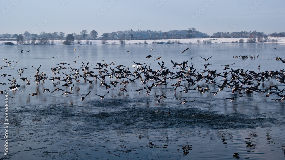 Flock of birds in flight birds on tree, Flock of birds flying in the sky