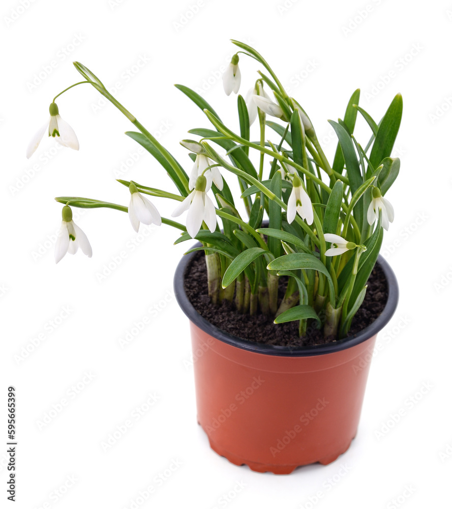 Snowdrops in a flowerpot.