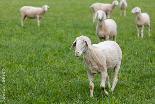 shorn white sheeps on the green pasture