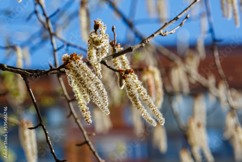 Tableau sur toile Common Aspen, or Eurosiberian Aspen, or Trembling Poplar( lat