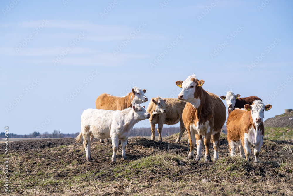 Hereford cattle cows in the spring standing on a field. Selective focus. Hereford cattle cows in the spring standing on a field. Selective focus.