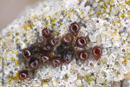 Close up of Beetle Mites also known as oribatid mites. A group of arachnids under a stone. photo