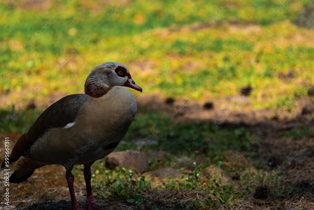 Egyptian goose enjoying the sun at a lake, close-up Egyptian goose enjoying the sun at a lake, close-up