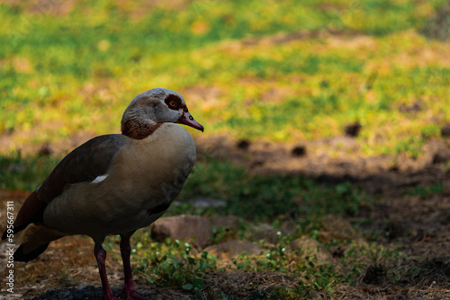 Egyptian goose enjoying the sun at a lake, close-up