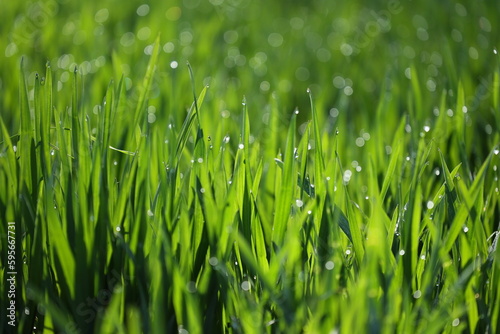 Źdźbła trawy z kroplami wody w promykach słońca. Zielone. 