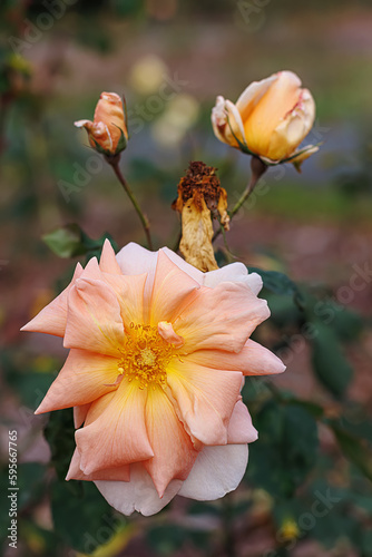 Blooming pink roses and a beautiful blurred background with colorful bokeh. Roses with stamens and petals. Copy space.