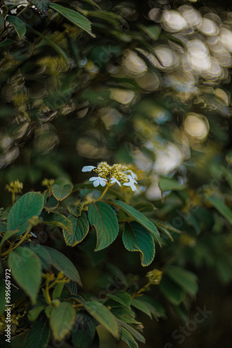 Blooming white flowers in the park and a beautiful green blurred background with white bokeh. Copy space.