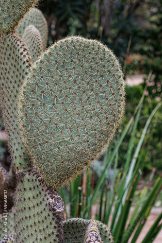 Opuntia ficus or Prickly Pear. Green cactus with thorns in the natural environment. Indian Fig or Mission Cactus.
