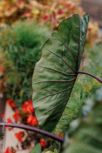 Nature. Tropical beautiful green leaf. Natural blurred beautiful background with bokeh. Leaf with red lines texture.