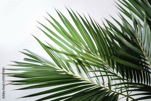 Palm tree leaves on white background, isolated. Tropical vibes and coconut beach feels. Generative AI © Miriam