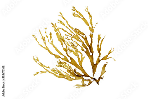Brown seaweed branch isolated transparent png. Dictyota algae. photo